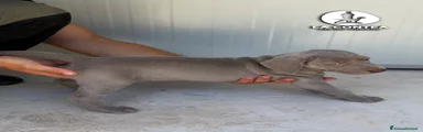 Weimaraner 1