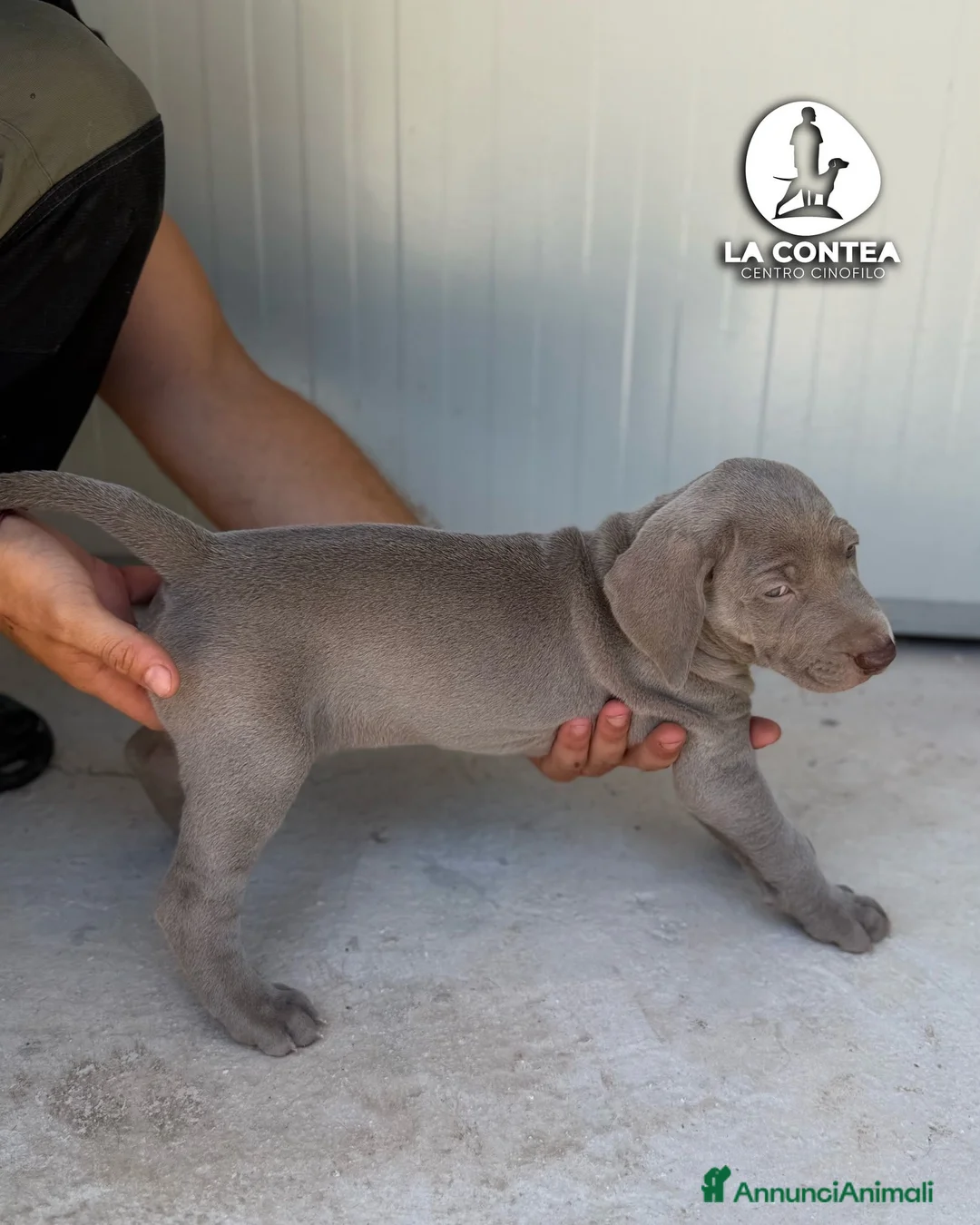 Weimaraner cani in vendita: 🐾 CUCCIOLI DI WEIMARANER — DISPONIBILI 🐾 a Città metropolitana di Roma Capitale - Annuncio 2