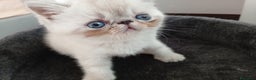 Exotic Shorthair gatti in vendita: Exotic Shorthair  - Annuncio 2