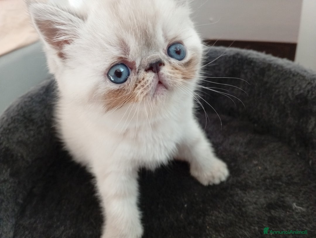 Exotic Shorthair gatti in vendita: Exotic Shorthair  - Annuncio 2