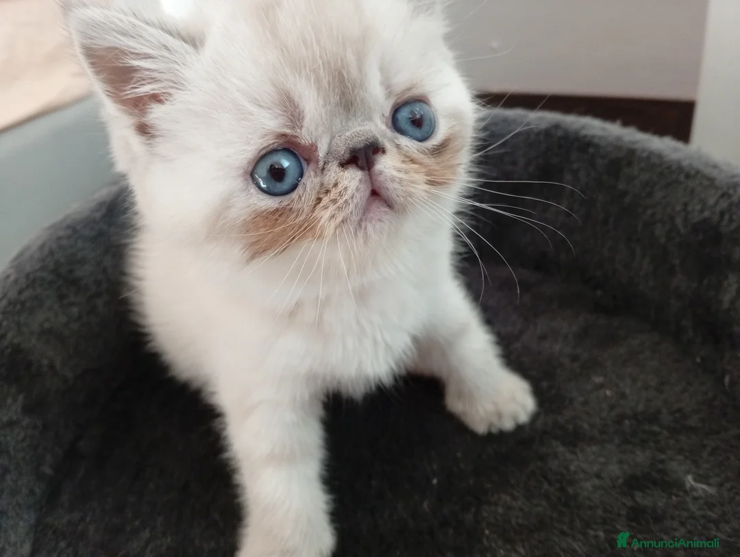 Exotic Shorthair gatti in vendita: Exotic Shorthair  - Annuncio 2