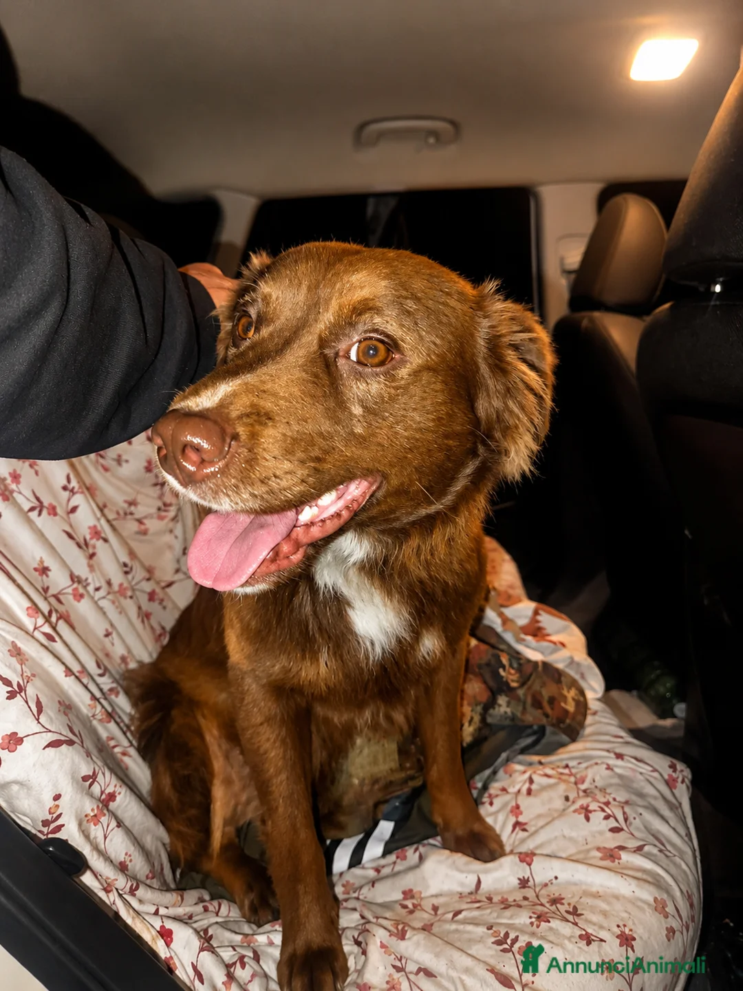 Meticcio cani in regalo: Cagnolino taglia piccola  - Annuncio 1