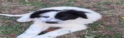 Meticcio cani in vendita: 🐶 Cucciolo maschio bianco con macchie nere - Annuncio 8