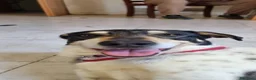 Meticcio cani in regalo: MIRIAL 🩷 - taglia contenuta, buonissima e dolce. a Provincia di Pavia - Annuncio 1