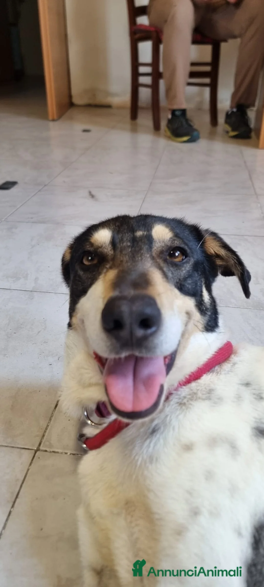 Meticcio cani in regalo: MIRIAL 🩷 - taglia contenuta, buonissima e dolce. a Provincia di Pavia - Annuncio 1