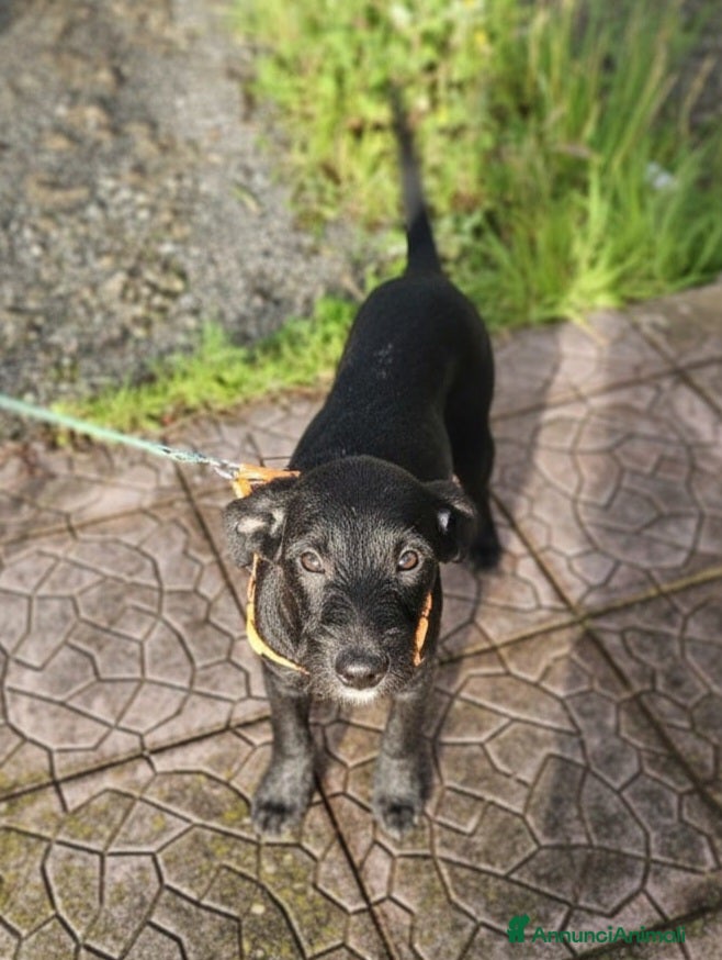 Meticcio cani UNA MAMMA PER SYRIA - Annuncio 36