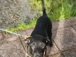 Meticcio cani UNA MAMMA PER SYRIA - Annuncio 36