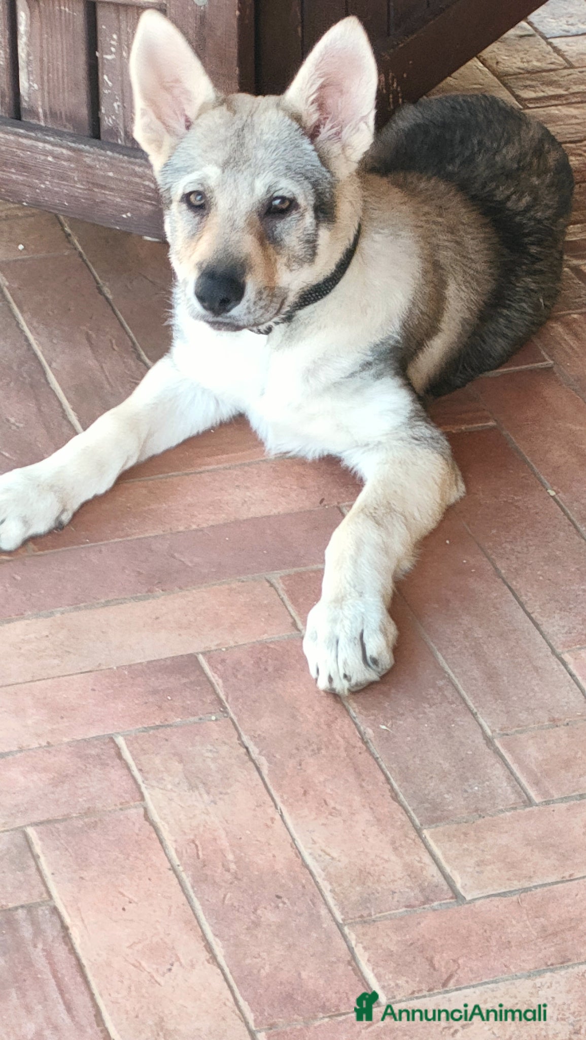 Lupo Cecoslovacco cani Cuccioli cane lupo cecoslovacco  - Annuncio 1