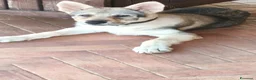 Lupo Cecoslovacco cani in vendita: Cuccioli cane lupo cecoslovacco  - Annuncio 1