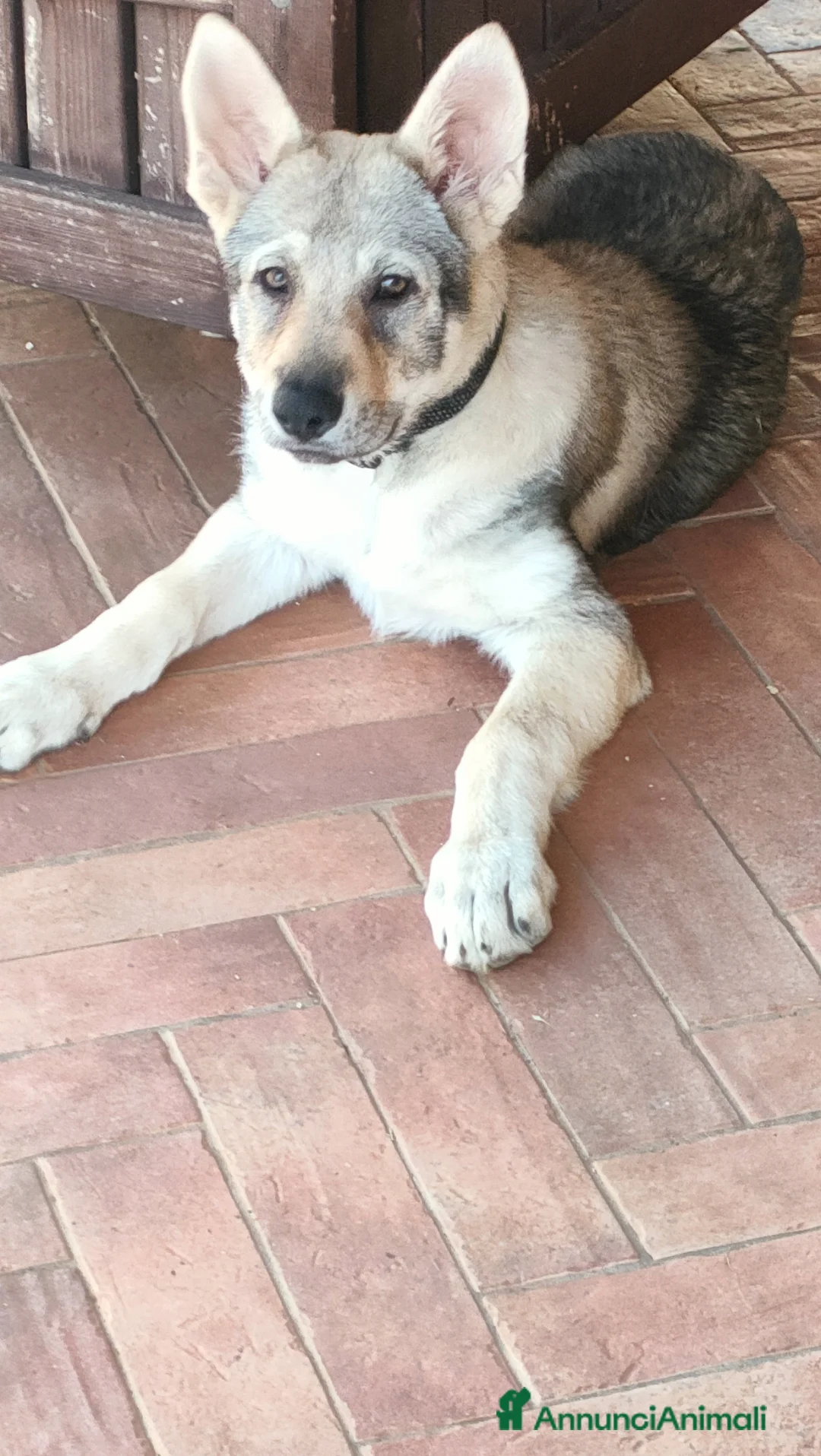 Lupo Cecoslovacco cani in vendita: Cuccioli cane lupo cecoslovacco  - Annuncio 1