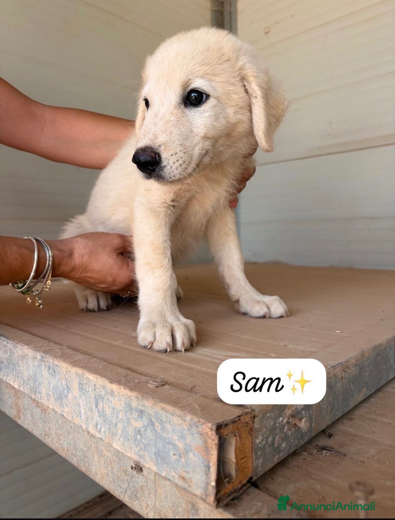 Meticcio cani Sam dolcissimo cucciolo simil golden retriever  - Annuncio 11