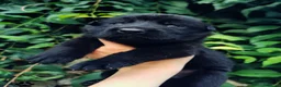 Pastore Tedesco cani in vendita: Pastore tedesco nero cuccioli importanti - Annuncio 2