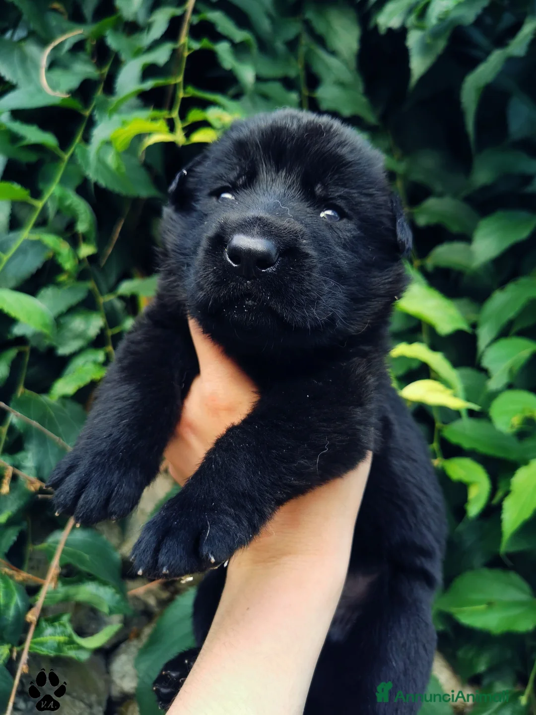 Pastore Tedesco cani in vendita: Pastore tedesco nero cuccioli importanti - Annuncio 2