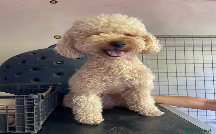 Barboncino cani a Provincia di Rieti - Annuncio 1