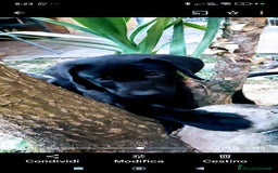 Labrador cani in vendita: Labrador  a Città metropolitana di Roma Capitale - Immagine 24