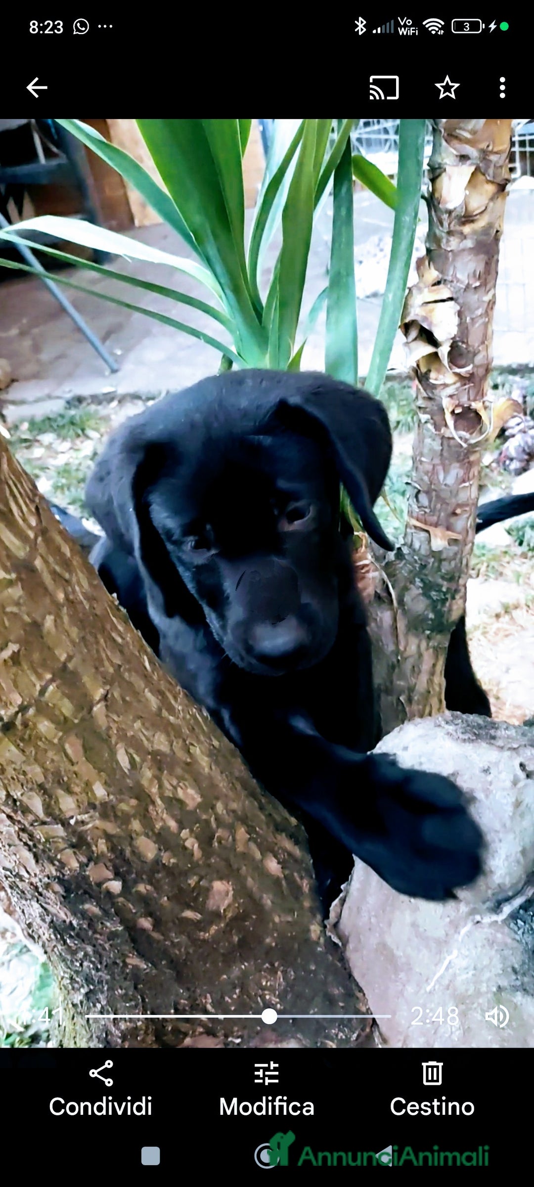 Labrador cani in vendita: Labrador  a Città metropolitana di Roma Capitale - Immagine 24