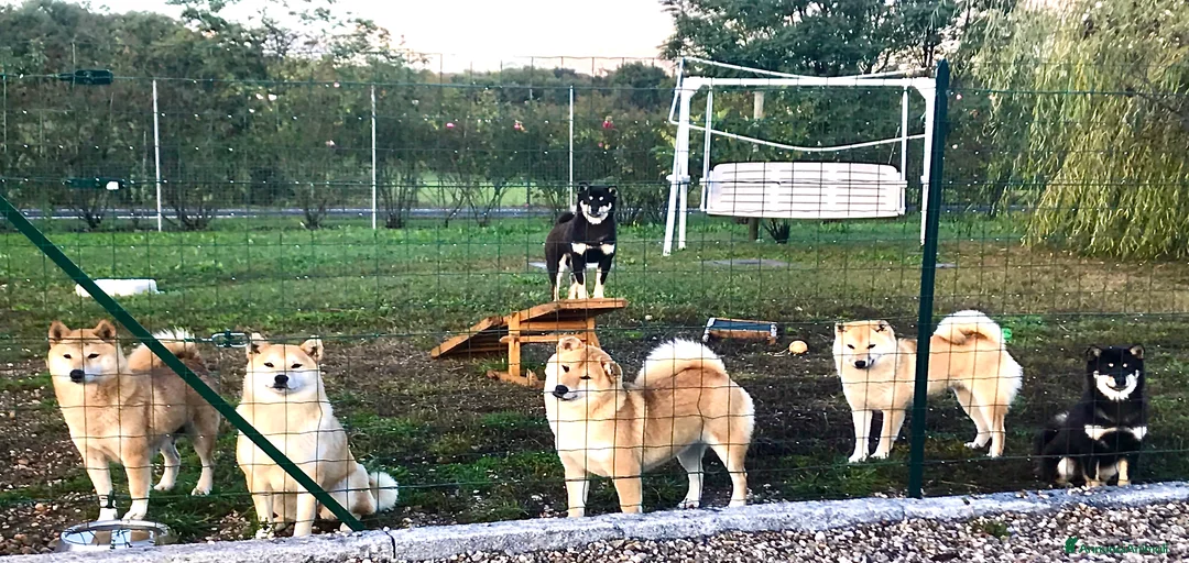 Immagine della galleria {{count}}