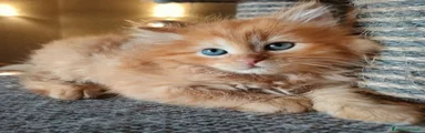 Siberiano 2