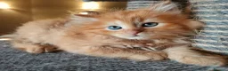 Siberiano gatti in vendita: Gatti cuccioli Siberiani a Provincia di Forlì-Cesena - Annuncio 8