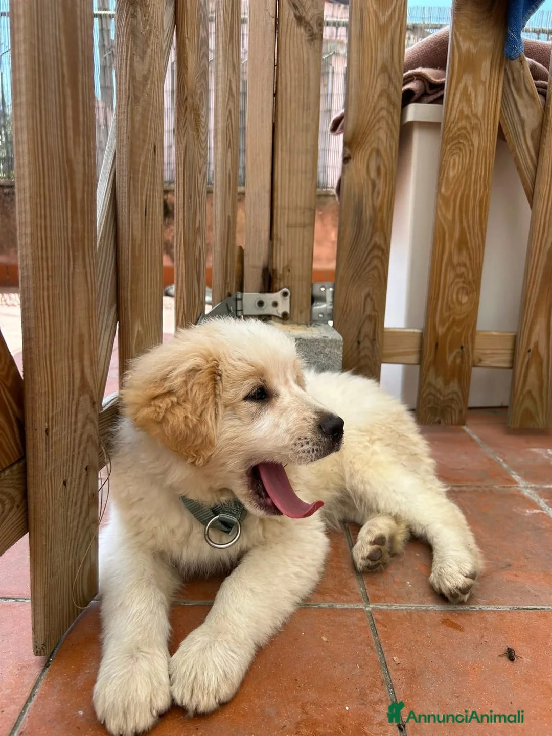 Meticcio cani in regalo: TRUDY CERCA CASA 🐾  a Provincia di Massa e Carrara - Annuncio 2