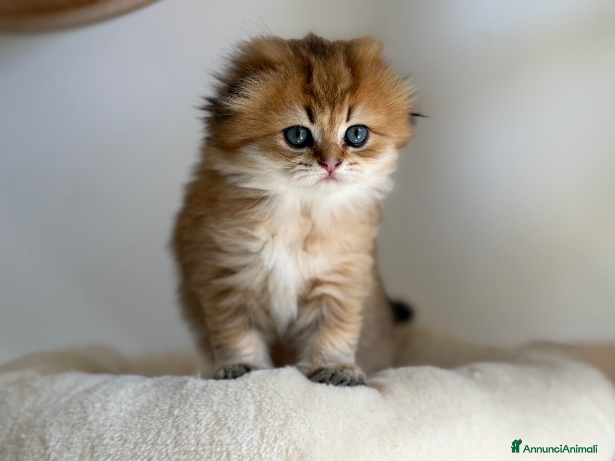 Scottish gatti Scottish fold&straihgt - Annuncio 2