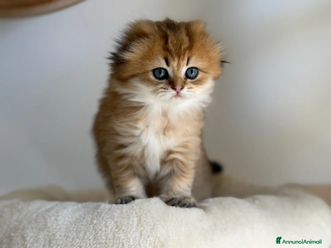 Scottish gatti in vendita: Scottish fold&straihgt - Annuncio 2