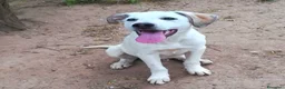 Meticcio cani in regalo: BRANDO CUCCIOLO MIX LABRADORINO a Città Metropolitana di Bologna - Annuncio 4