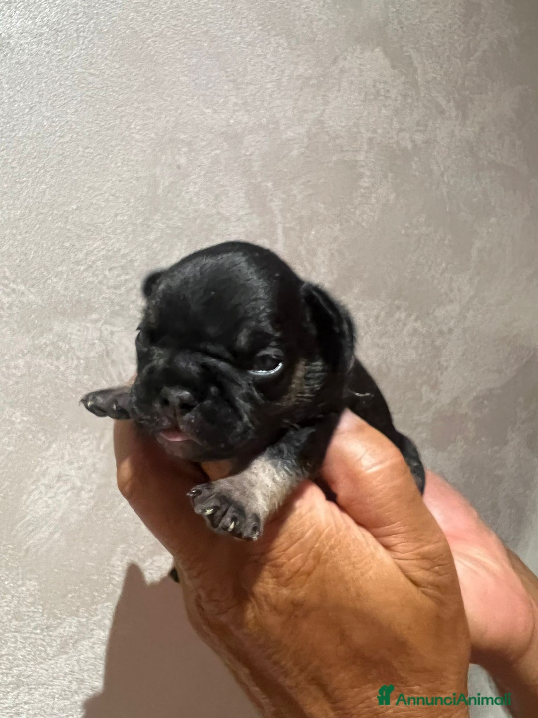 Altre razze gatti in vendita: Bulldog francese cuccioli a Città metropolitana di Milano - Immagine 7