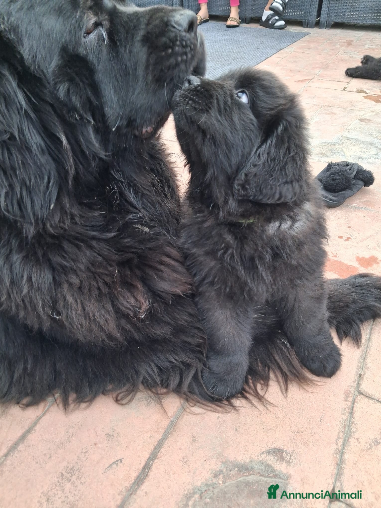 Terranova cani Cuccioli terranova  - Annuncio 1