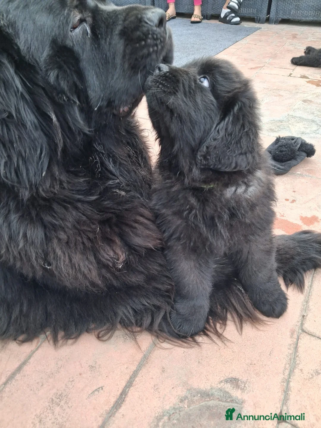 Terranova cani in vendita: Cuccioli terranova  - Annuncio 1