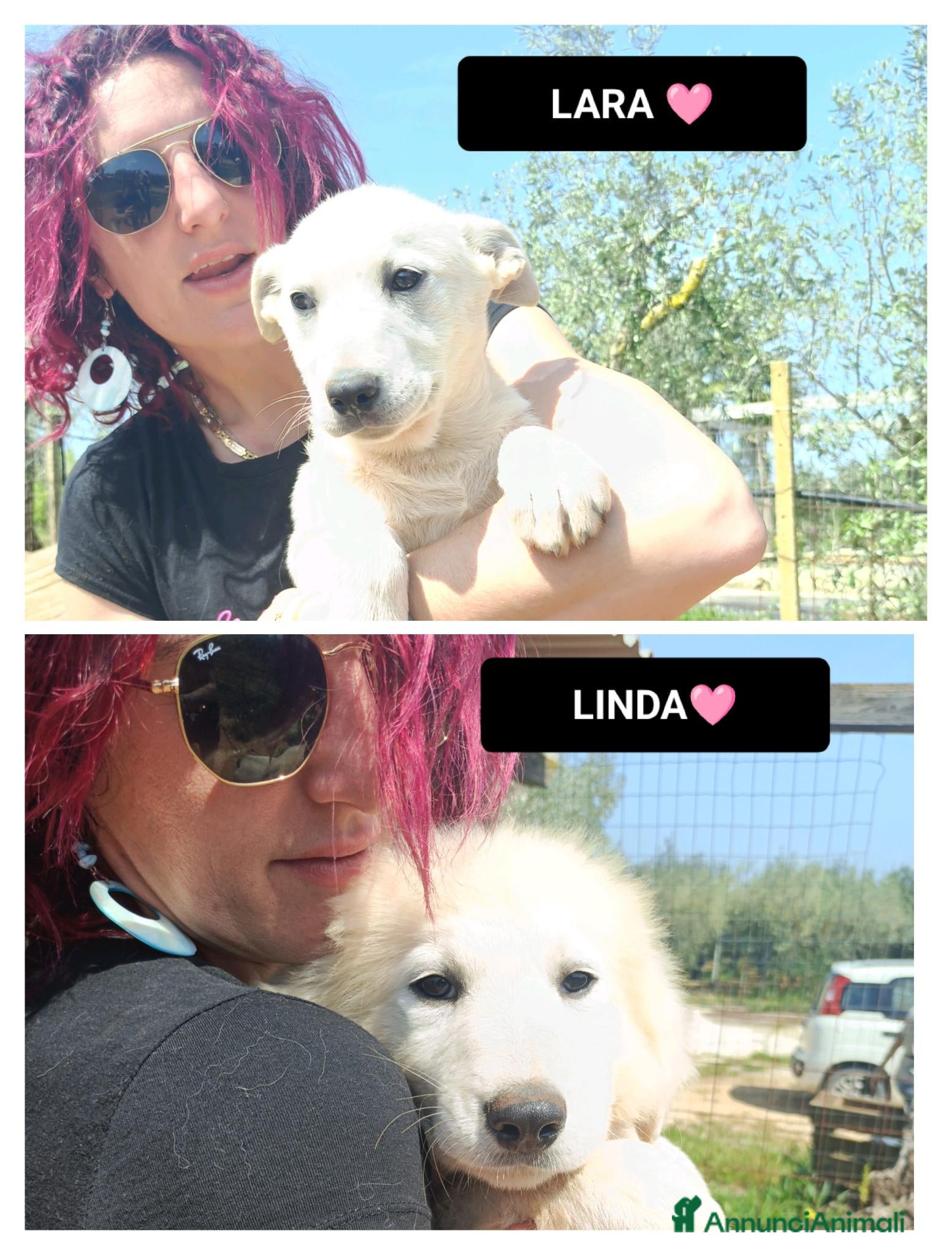 Meticcio cani LARA E LINDA - Annuncio 1