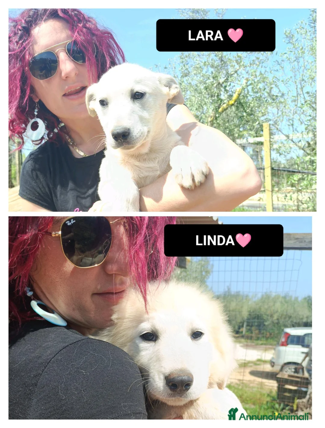 Meticcio cani in regalo: LARA E LINDA - Annuncio 1