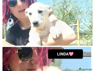 Meticcio cani LARA E LINDA - Annuncio 6