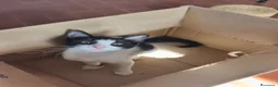 Meticcio gatti in regalo: Zac, il fascinoso  - Annuncio 6