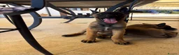 Pastore Belga cani in vendita: Vendesi cuccioli di Pastore belga malinois - Annuncio 3