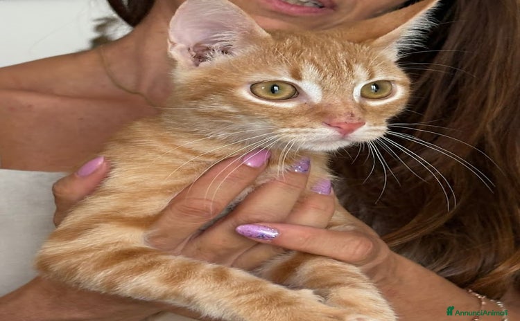 Europeo gatti MIELE, di nome e di fatto 3/4 mesi - Annuncio 15