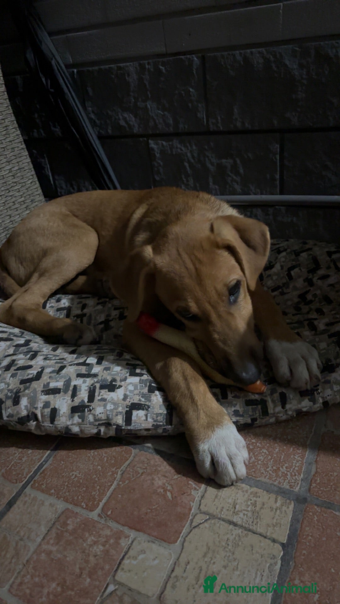Meticcio cani REGALO, Chico ha bisogno di una nuova casa  - Annuncio 42