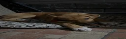 Meticcio cani in regalo: REGALO, Chico ha bisogno di una nuova casa  a Provincia di Alessandria - Annuncio 1
