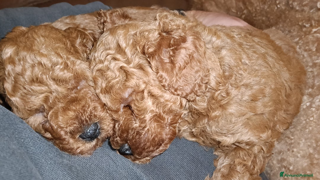 Meticcio cani in vendita: Cuccioli di barboncino Red Toy/nano - Annuncio 6