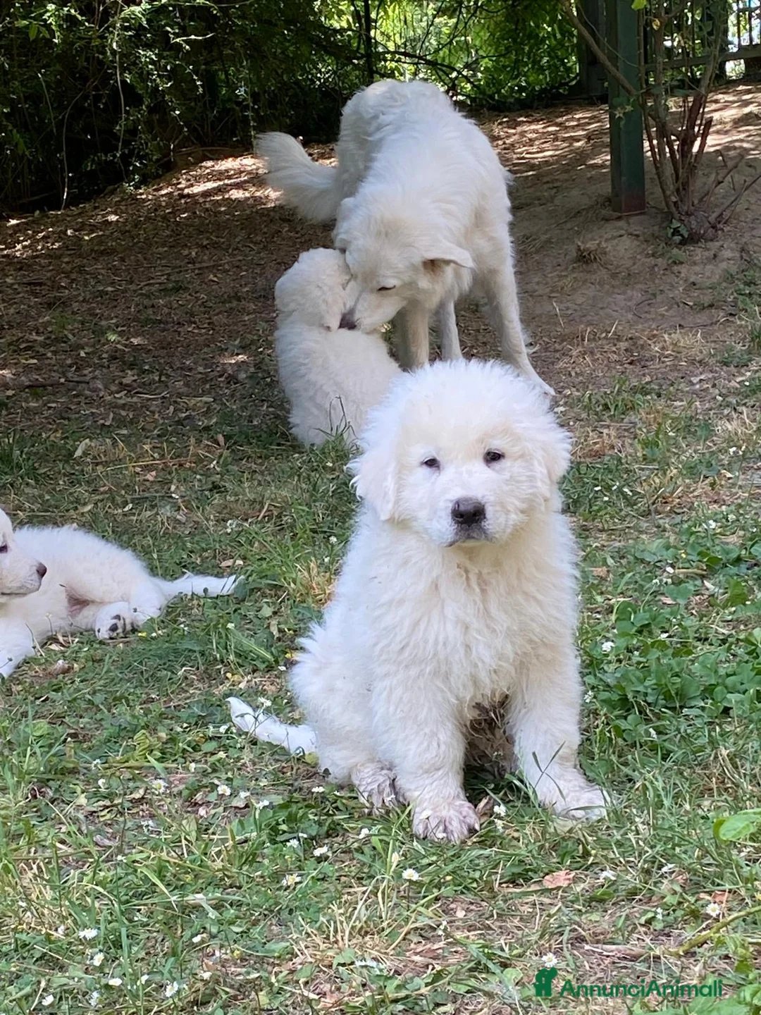 Pastore Abbruzzese Maremmano cani in vendita: cuccioli pastore abruzzese maremmano a Provincia di Lodi - Annuncio 2