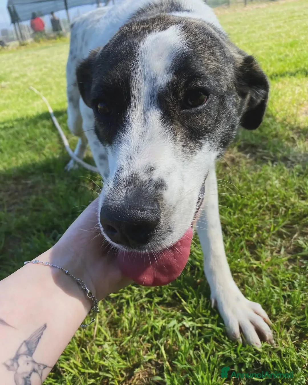 Meticcio cani in regalo: Fatima, cucciola strepitosa cera famiglia - Annuncio 9