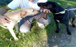 Labrador cani in regalo: Trump, simil labrador strepitoso nero a Provincia di Latina - Immagine 5