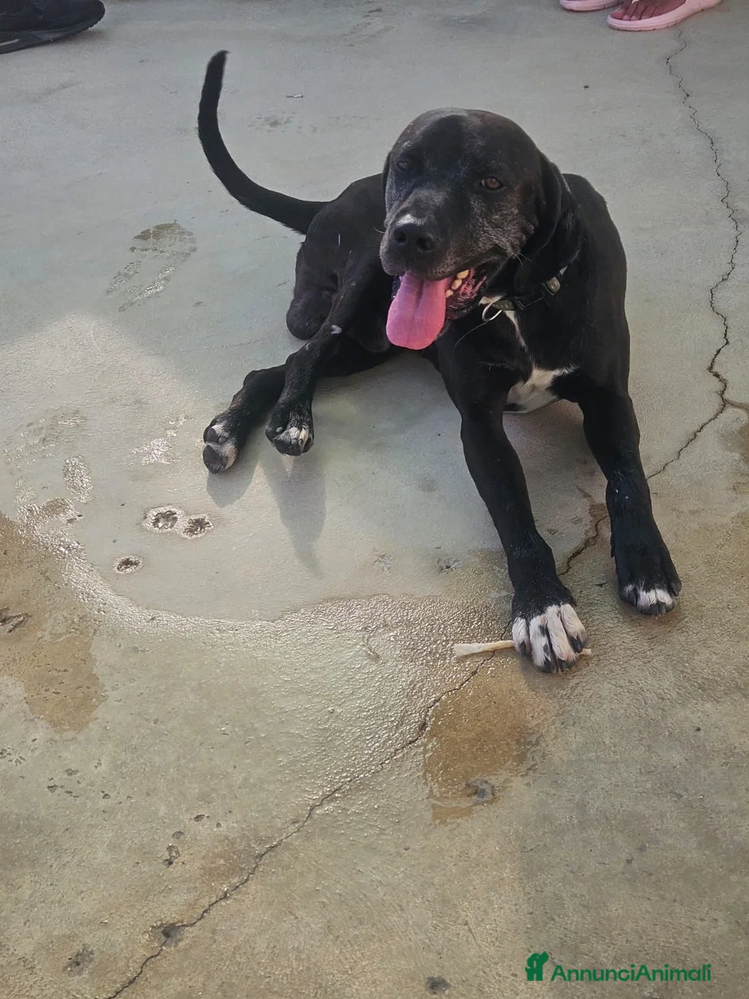 Meticcio cani in regalo: Edoardo: taglia media, equilbrato e socievole  - Annuncio 2