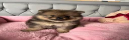 Volpino Pomerania cani in vendita: Cuccioli di Pomerania - Annuncio 13