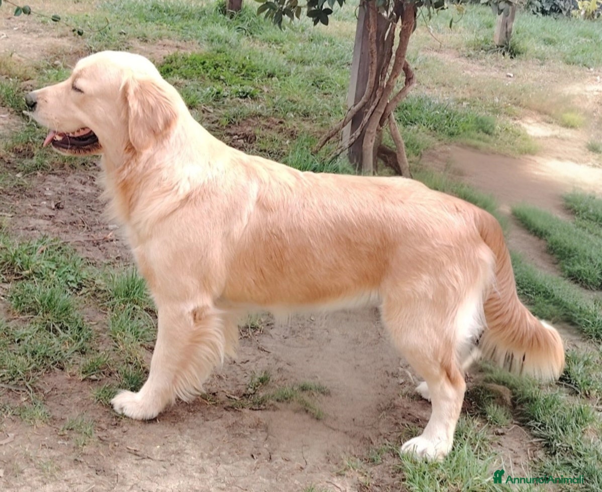 Golden Retriever cani Cucciole Golden Retriever ultime disponibilità  - Annuncio 1