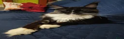 Maine Coon gatti in vendita: Gattina Maine Coon disponibile subito - Annuncio 3