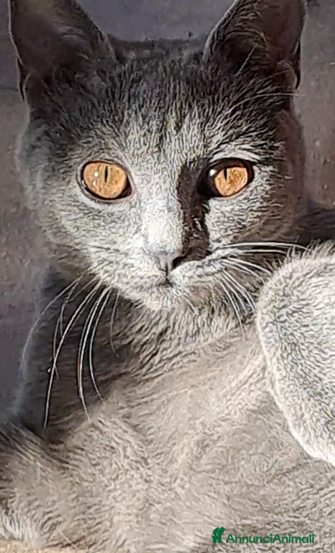 Certosino gatti GATTINI CERTOSINI PEDIGREE AFI/WCF - Annuncio 2