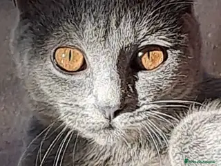 Certosino gatti GATTINI CERTOSINI PEDIGREE AFI/WCF - Annuncio 2