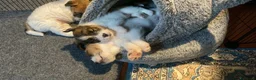 Jack Russell cani in vendita: Cucciolo maschio JACK RUSSELL TERRIER pelo ruvido - Annuncio 12