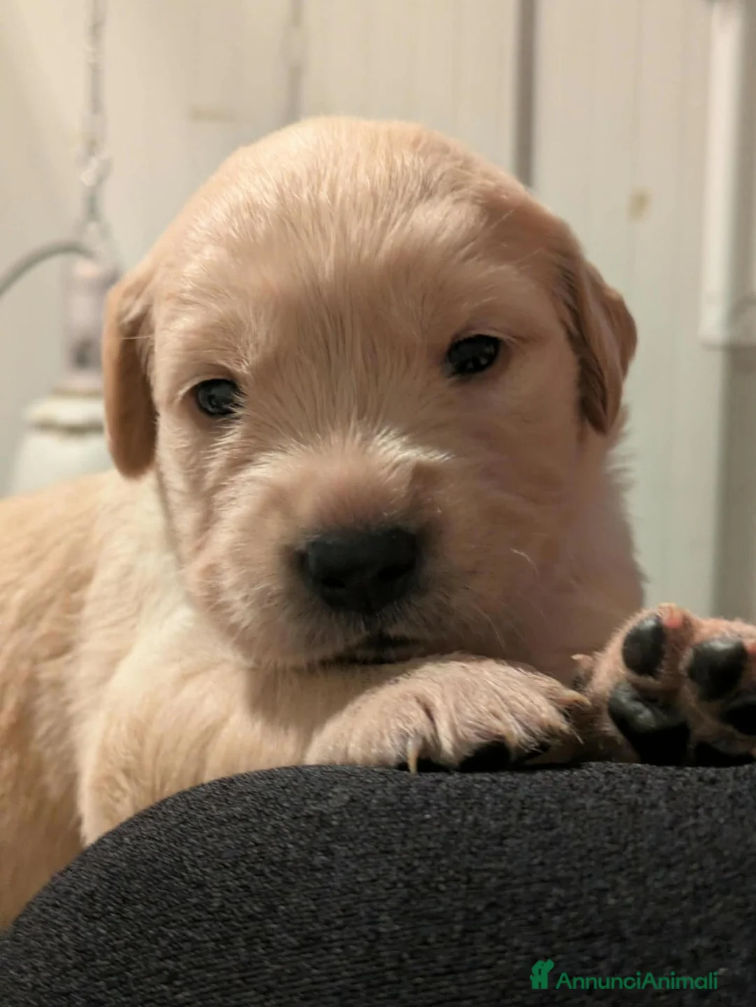 Golden Retriever cani in vendita: Cuccioli Golden Retriever a Provincia di Alessandria - Annuncio 6